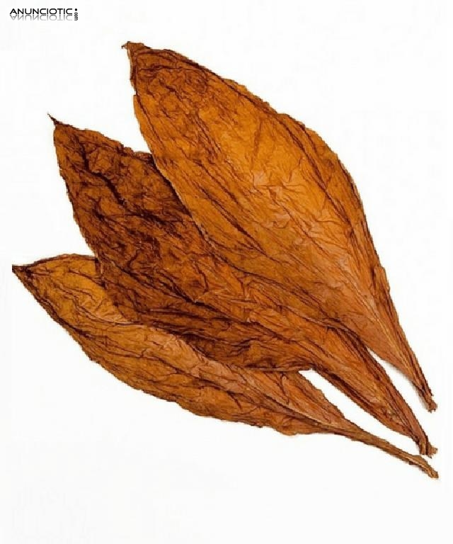 Hoja Natural Medium desde 12�kg Distribuidores 633438735
