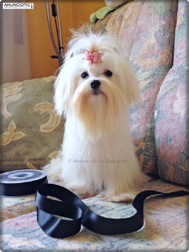 Bich&oacute;n Malt&eacute;s Hembra muy peque&ntilde;ita