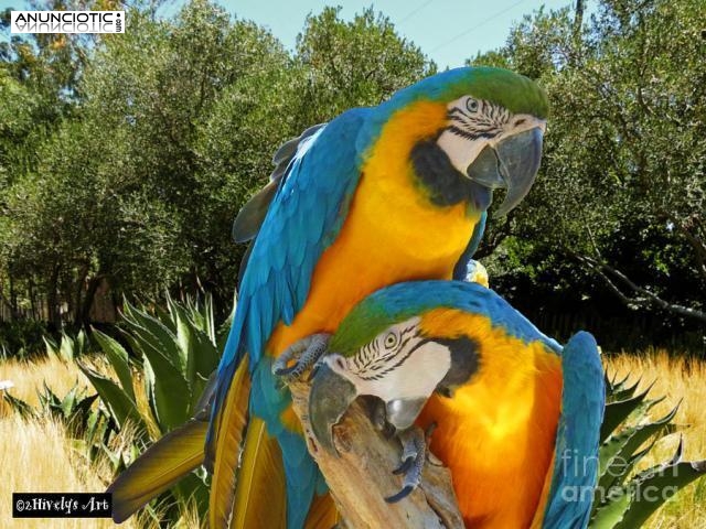loros  beb&eacute;s loros para la venta