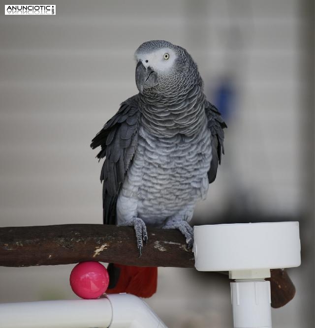 beb&eacute; loros y loro huevos para la venta