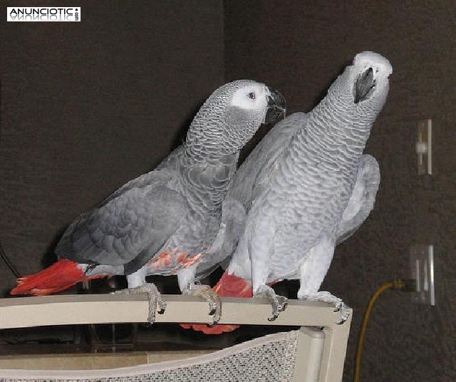 Loros grises africanos masculinos y femeninos para adopci&oacute;n