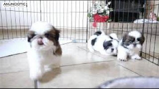 Regalo Cachorros Shih Tzu Macho y Hembra Para Su Adopci&oacute;n