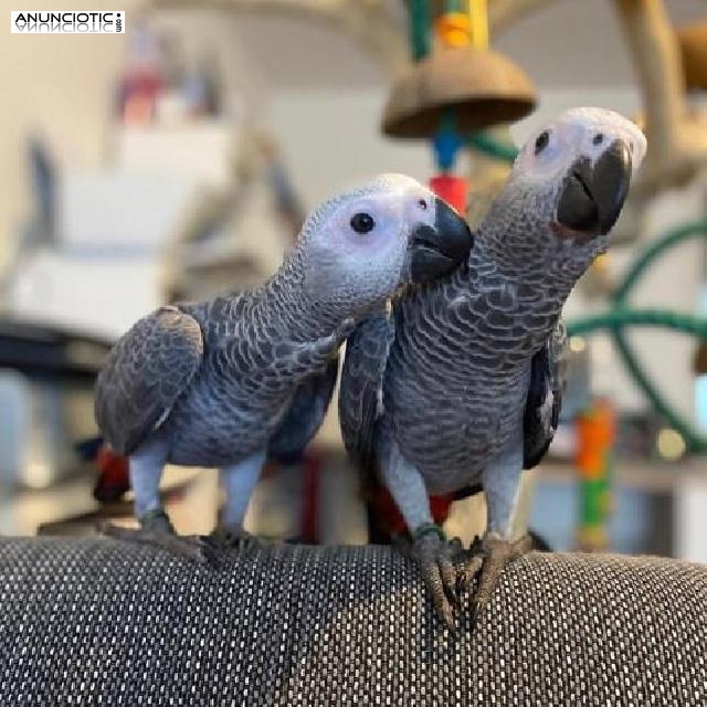 Venta de loros de diversas especies y sus huevos f&eacute;rtiles.