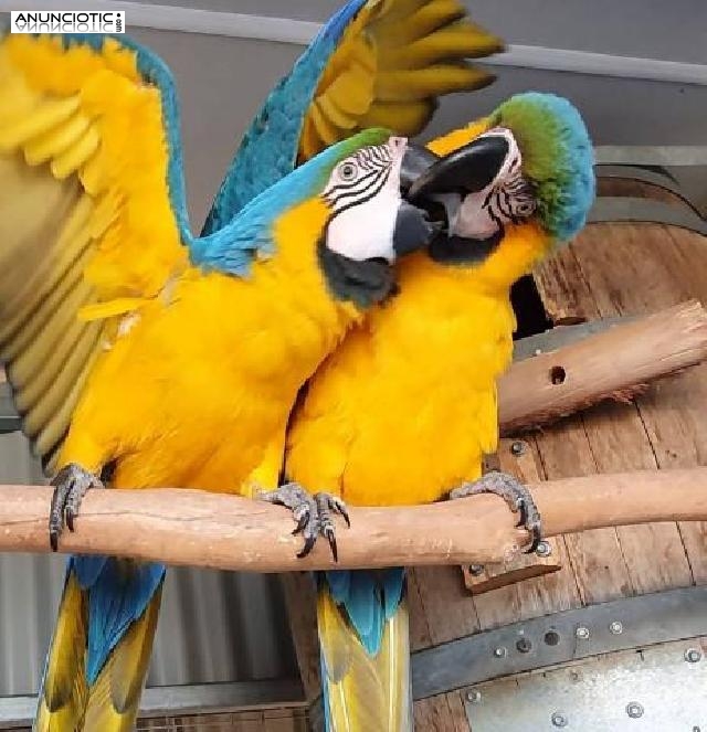 Venta de loros de diversas especies y sus huevos f&eacute;rtiles.