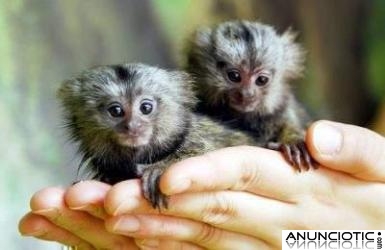 amistosas dedo monos tití bebé para adop