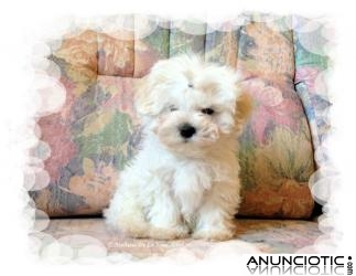 Cachorrito de Bich&oacute;n Malt&eacute;s disponible 