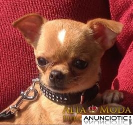 Collares para Perros Peque&Atilde;&plusmn;os. Collares Perros