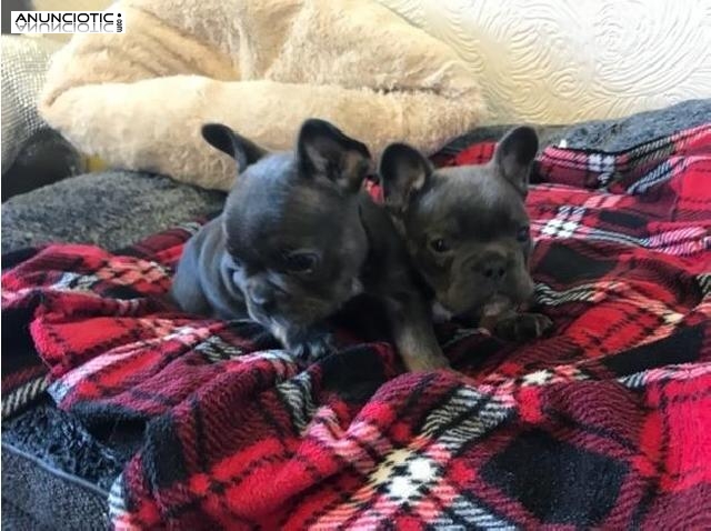 Bulldog Franc&eacute;s disponibles