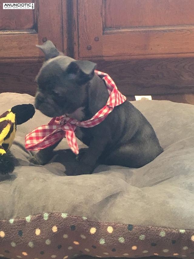 Bulldog Franc&eacute;s disponibles