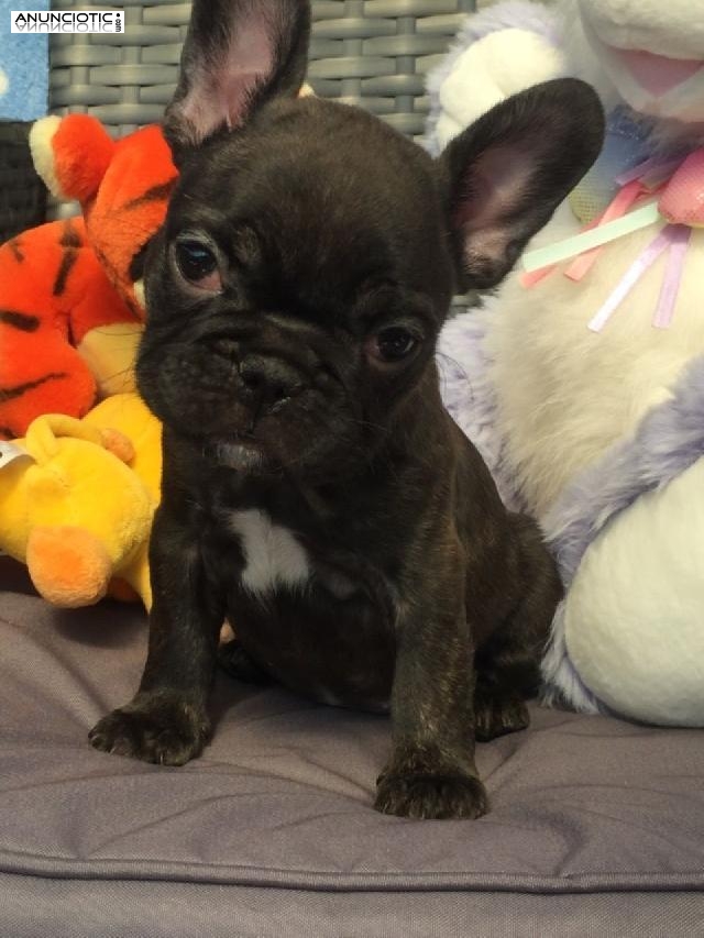 Bulldog Franc&eacute;s disponiblesSon cachorros 