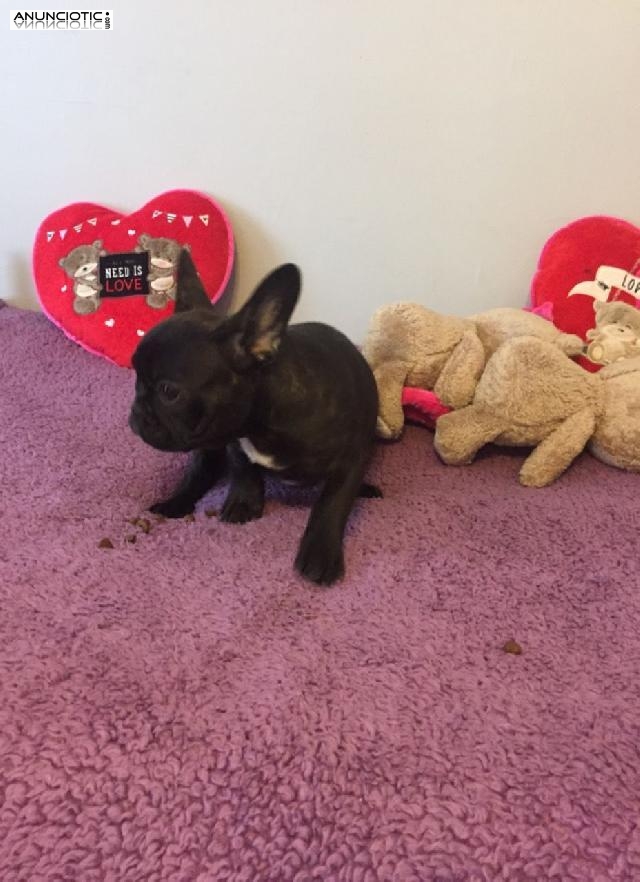 Bulldog Franc&eacute;s disponiblesSon cachorros 