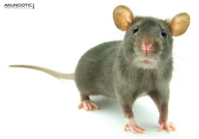 Jaula para h&aacute;mster Technical Pet Plastic visi&oacute;n panor&aacute;mica