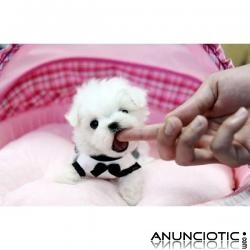 Regalo Tama&ntilde;o muy peque&ntilde;o de bichon maltes