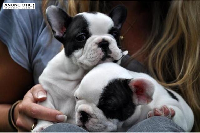 Filhotes de buldogue franc&ecirc;s