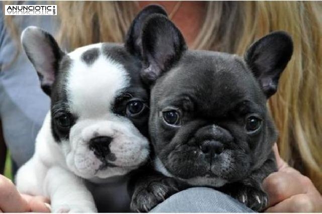Filhotes de buldogue franc&ecirc;s