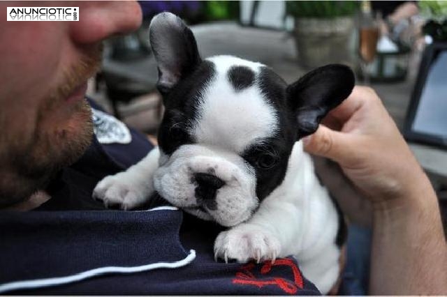 Filhotes de buldogue franc&ecirc;s