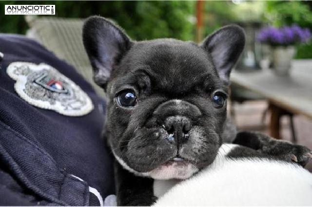 Filhotes de buldogue franc&ecirc;s
