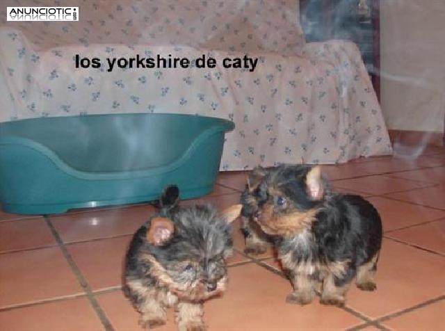  Los yorkshire de caty en tarragona el tama&ntilde;o ideal