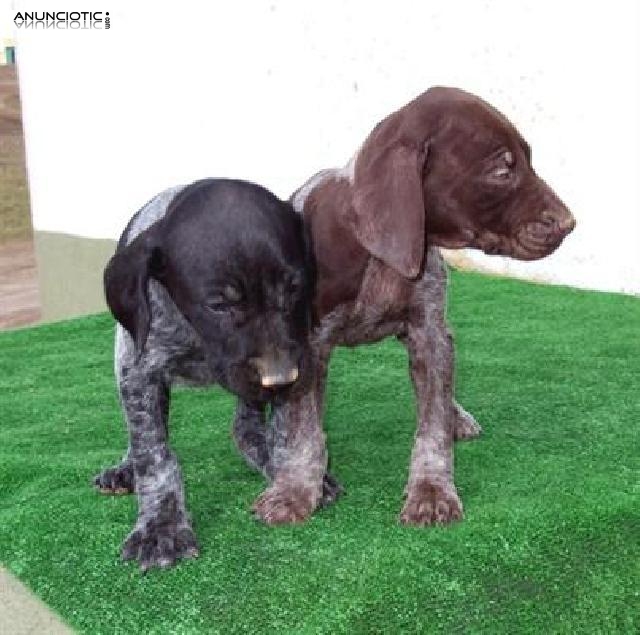  Cachorros braco alem&aacute;n