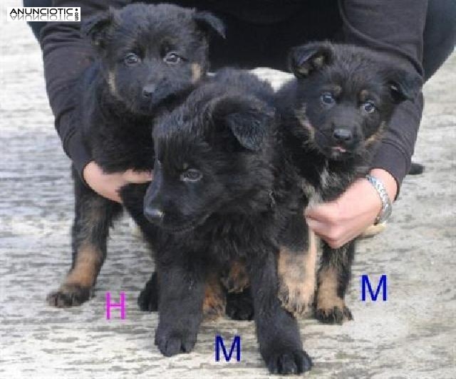  Pastor alem&aacute;n