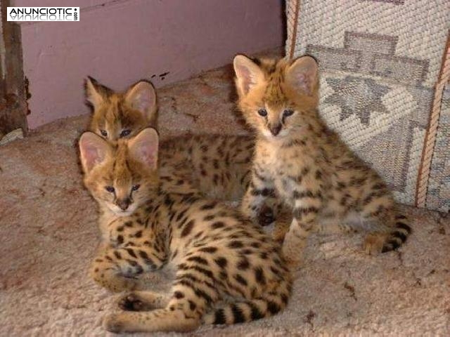Gorgeous Serval y Savannah gatitos para la venta