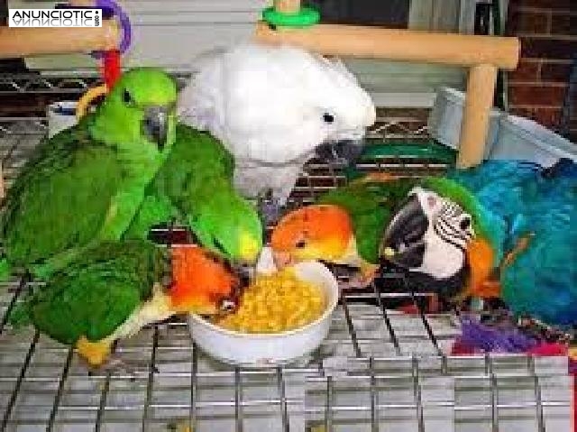 Los loros y loro huevos f&eacute;rtiles para la venta