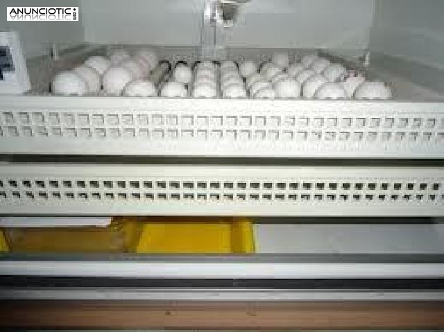 Los loros y loro huevos fértiles para la venta
