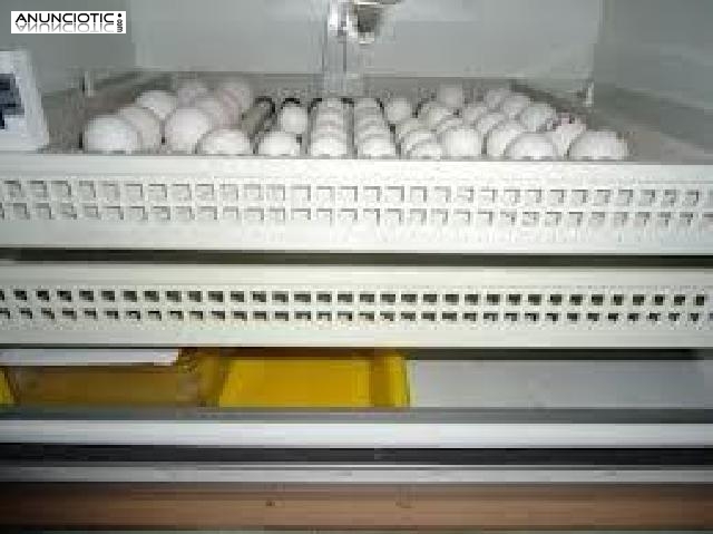 Los loros y loro huevos f&eacute;rtiles para la venta