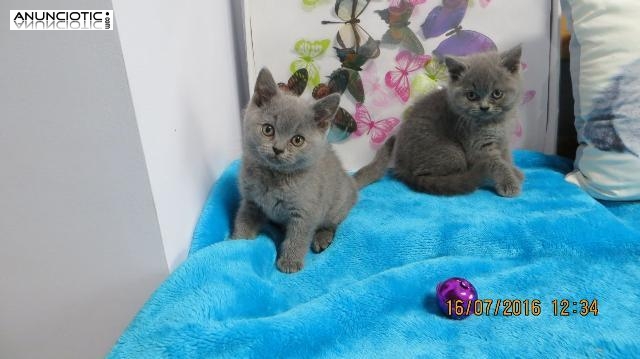 pelo corto brit&aacute;nico