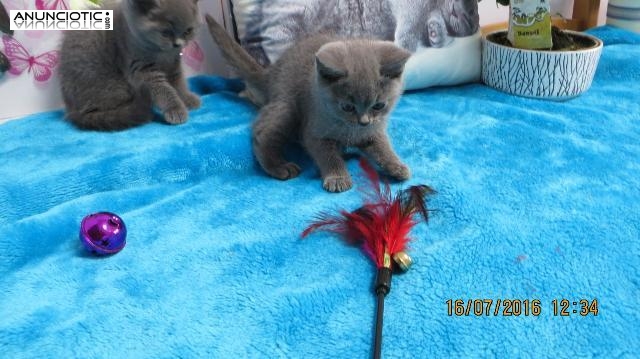 pelo corto brit&aacute;nico