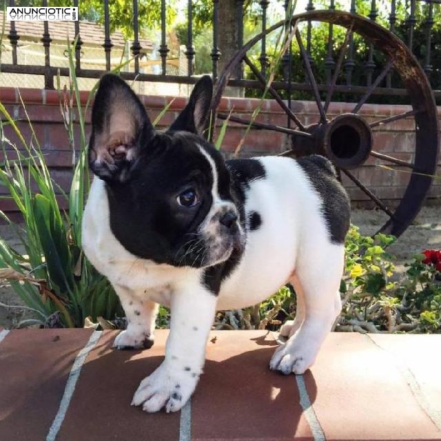 Regalo Pura Raza Bulldog Franc&eacute;s