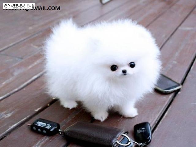 Cachorros encantadores de taza de t&eacute; disponibles