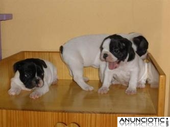 *tenemos bulldog franc&eacute;s cachorros para su aprobaci&oacute;n