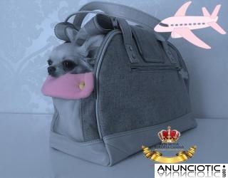 Bolsos de Viaje para Perros Peque&Atilde;&plusmn;os