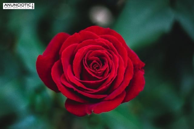 Cuando todo te va mal , la mejor vidente tarotista ayuda casi gratis ����