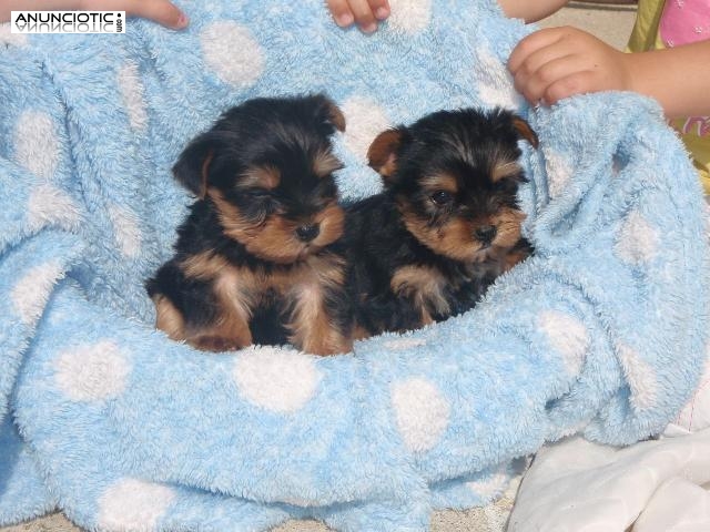 Taza de t&eacute; yorkie cachorros disponibles Yorkie Princess. 