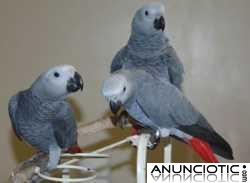 hablando loros grises, guacamayos, cacat&uacute;as y huev 