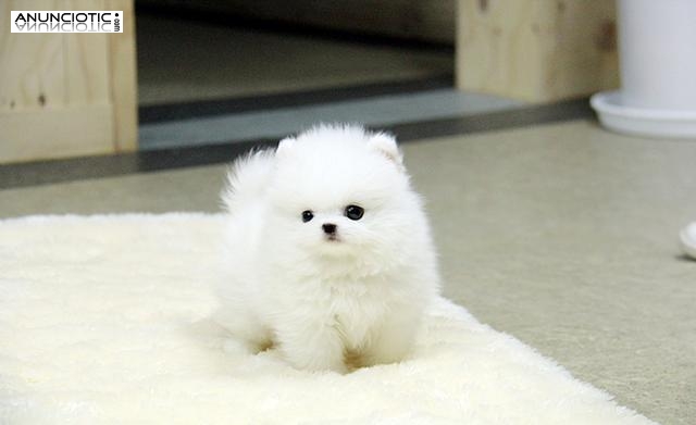 Pomeranian sanos cachorros listos aqu&iacute;