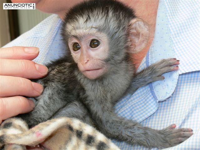 Preciosos monos capuchinos beb&eacute; a la venta.