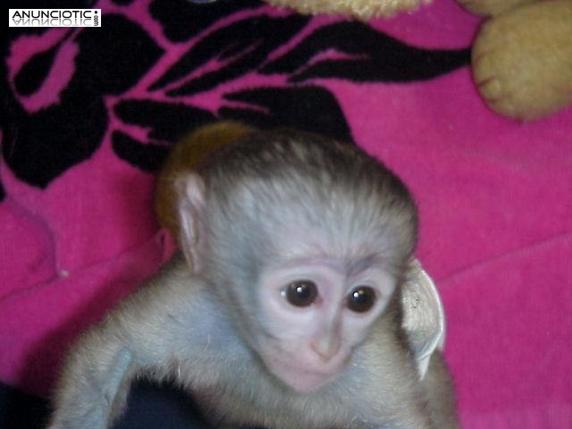 Primates a la venta a familias cari&ntilde;osas y cari&ntilde;osas.