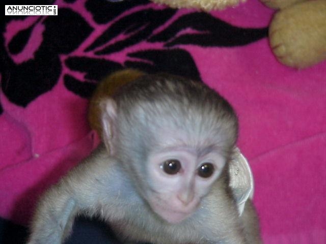 Primates a la venta a familias cariñosas y cariñosas.