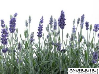 Curso de Aromaterapia Sist&eacute;mica en Vipassana
