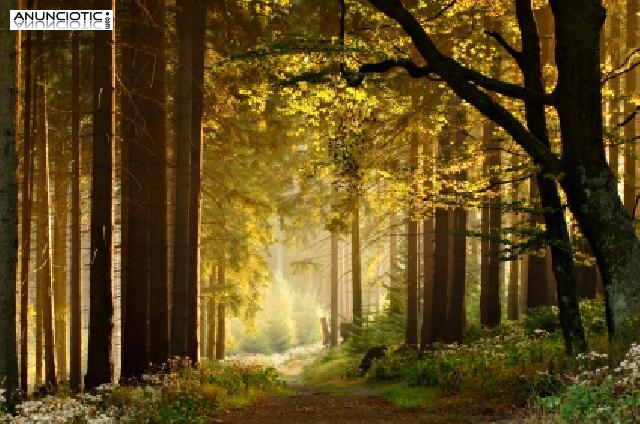 Curso de Introducci&oacute;n al Chamanismo en Vipassana