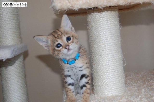 Ex&oacute;ticas adorables y lindos serval y gatitos sabana