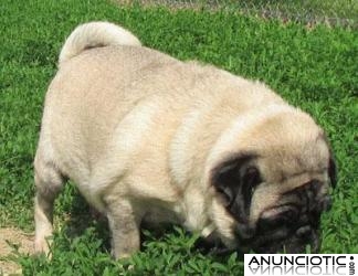 cachorros pug para su aprobaci&oacute;n