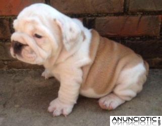 Dos hermosos cachorros bulldog Ingl&eacute;s (richard.breman @ gmail.com)