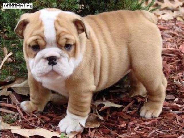 Gorgeous Bulldog Ingl&eacute;s cachorros para su aprobaci&oacute;n.