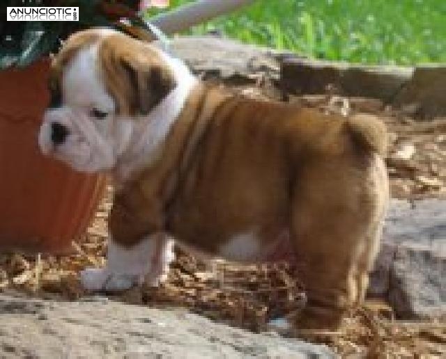 Cachorros de bulldog ingl&eacute;s