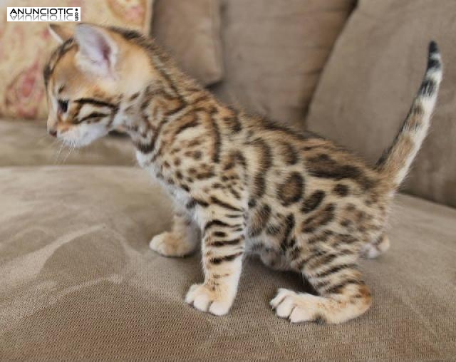 Ex&oacute;ticos encantadores y adorables gatitos