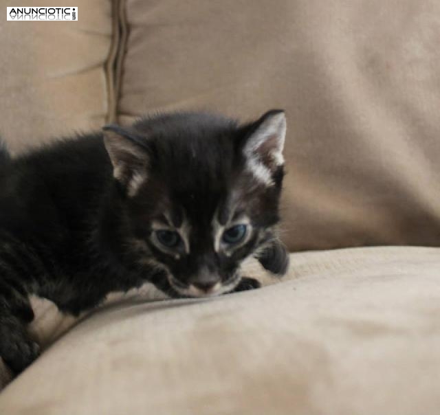 Ex&oacute;ticos encantadores y adorables gatitos